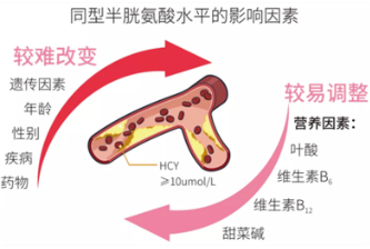 同型半氨酸怎么化验带你了解“同型半胱氨酸”_https://www.jmylbn.com_新闻资讯_第3张