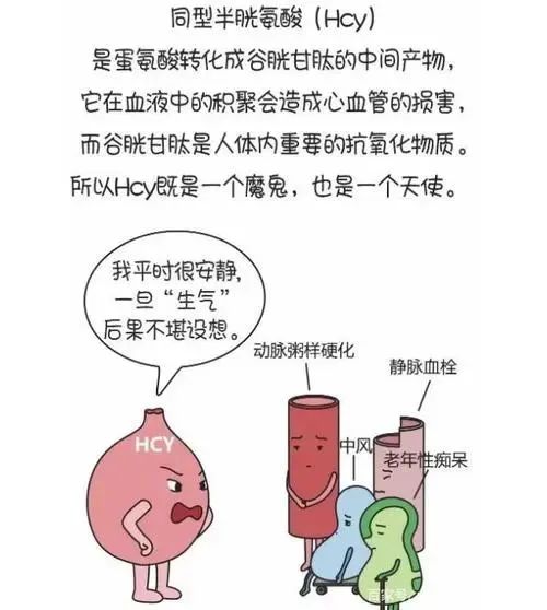 同型半氨酸怎么化验带你了解“同型半胱氨酸”_https://www.jmylbn.com_新闻资讯_第2张